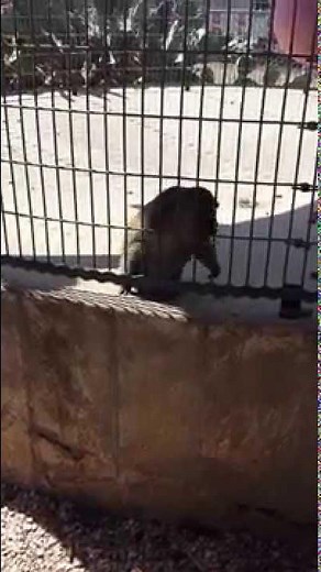Monkey throws poop