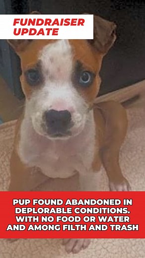 Papi was found abandoned in deplorable conditions. With no food or water and among filth and trash, he was left with his brother to fend for themselves. | iHeartDogs