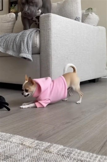 92K views · 2.4K reactions | Who knew the big guy was scared of this thing? #viralreelsfacebook #chiuahua #funnypets This video was created using artificial intelligence, made purely for fun and entertainment.  No real animals were used or harmed — it’s all creativity, humor, and love for pets. | Pit Bulls | Facebook