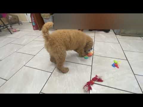 Apricot AKC Standard Poodle Puppy