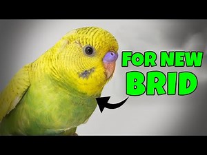 Watch This AMAZING Budgie Growth Time-Lapse from Hatchling to Day 146