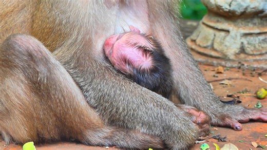 33K views · 599 reactions | Newborn baby monkey!! Action mother monkey hugs newborn baby when drinking milk | Monkey Video | Facebook