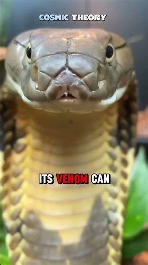 Most venomous animals on earth 😱