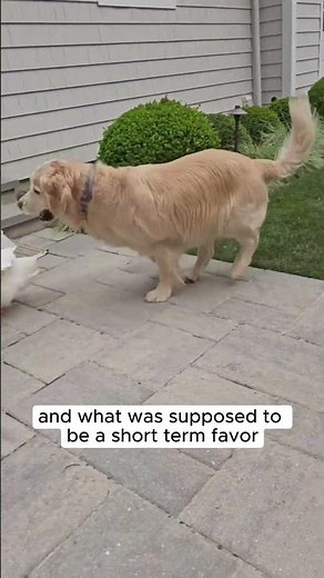 An Unusual Friendship | The Story of Barley and Louie