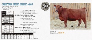 Lot 80: Orton Ranch Red Angus - 8th Annual Bull & Female Sale