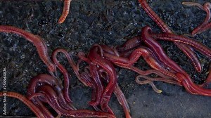 macro shot of red earth worms wriggling and squirming
