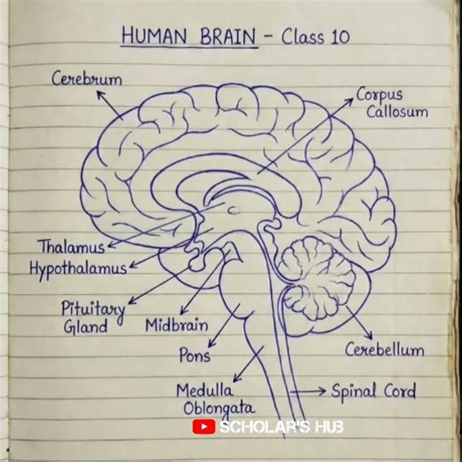 Human Brain 🧠 - Class 10