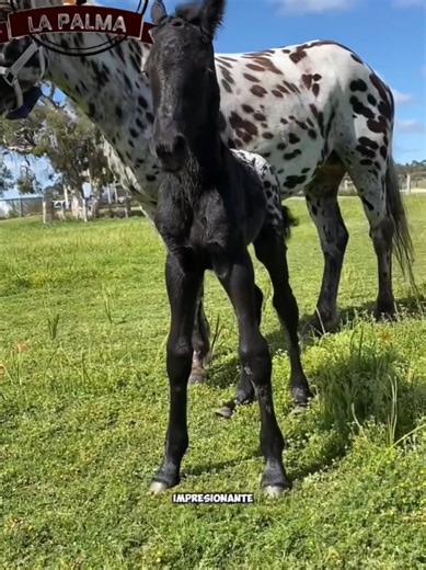 Ejemplares Únicos de Ganadería La Palma