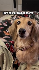 Veterinarians, nutritionists and experts alike are raving about this brilliant new dog dental powder. Some say it's the easiest way to clean dog teeth at home without brushing. See below how it gave this beautiful dog's teeth a total makeover 🤯 | PetLab Co.