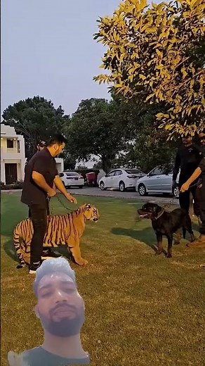 Dog vs. Royal Bengal Tiger | Shocking Jungle Fight You Must See!