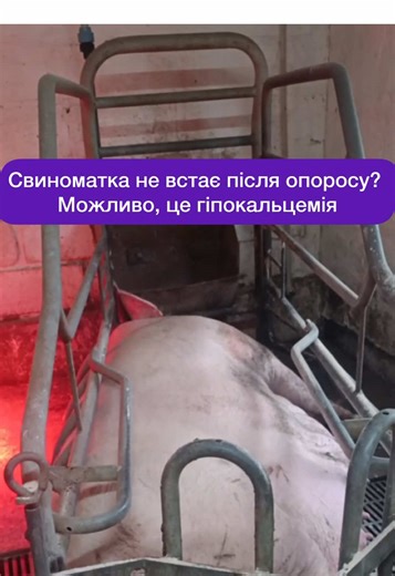 Що таке гіпокальцемія у свиней та свиноматок і як вона виникає? #свиноматка #поросята #лікуваннясвиней #опорос #тваринництво