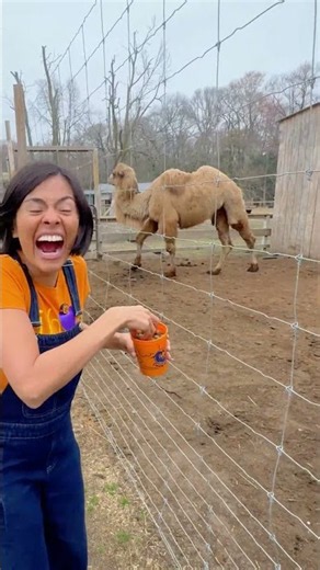 Fun at the Camel Farm!🐪 Learning to wait my turn 🤝#123andres #kidsvideo