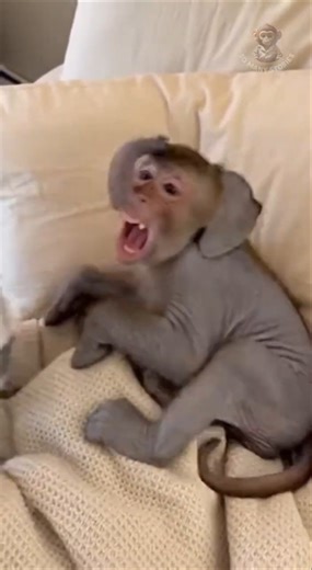 Mysterious animal 😱