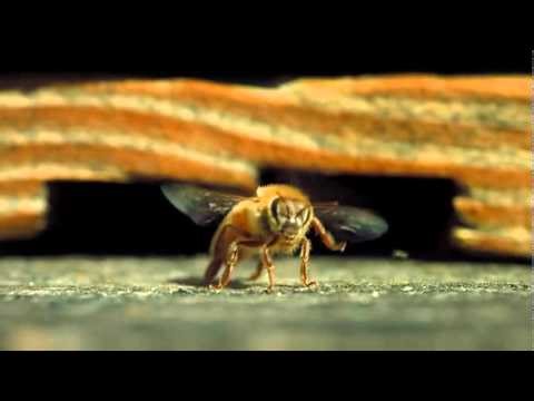 The Beauty of Pollination