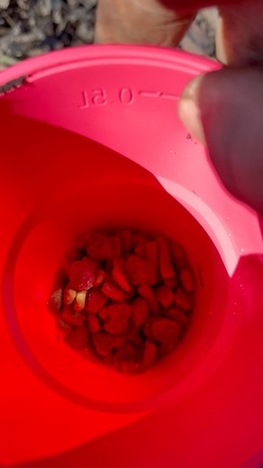 3.8K views · 15 reactions | Found 5 more raccoon traps in storage today and set every single one of them! #trapping #raccoon #raccoons | Jake Outdoorz | Facebook