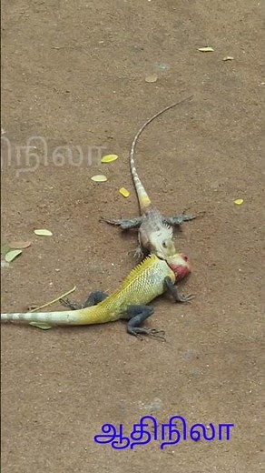 lizard vs lizard fight wwf