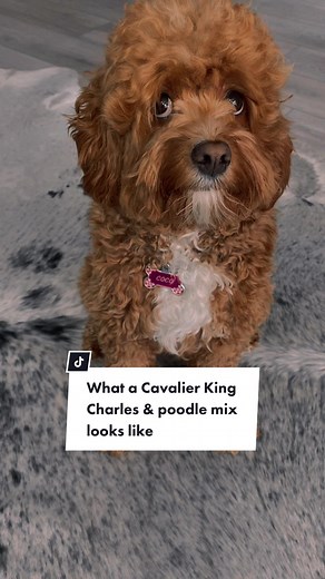 Coco Cavapoo on TikTok