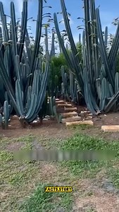 Facts about Apple cactas #fact #facts #factsdaily #knowledge #didyouknow #factz #amazingfacts #factsoflife #dailyfacts #knowledgeispower #generalknowledge #instafacts #science #gk #interestingfacts #love #instagram #india #factoftheday #sciencefacts #truefacts #motivation #coolfacts #didyouknowfacts #realfacts #funfacts #dailyfact #factsonly #follow #life | Facts Story