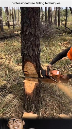 professional tree felling tecniques