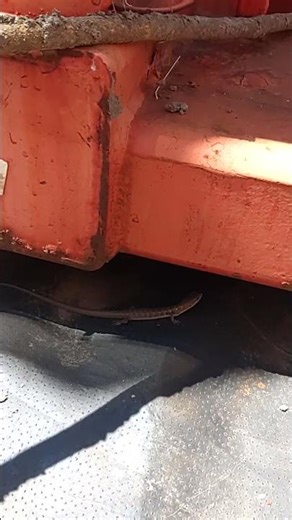this is a baby alligator lizard