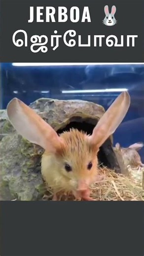 Jerboa#jerboa #rat #rareanimals #shorts #tamilshorts #todayshorts #newshorts
