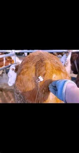 Cattle Farming Daily Life: The Essential Guide for Beginners