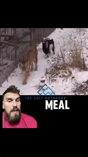 Who would’ve guessed?! #russia #tiger #bigcat #bigcats #cat #cats #tigers #russian #animal #animals