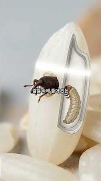 쌀통을 꽉 닫아도 쌀벌레가 생기는 진짜 이유 #진공쌀통 #쌀보관