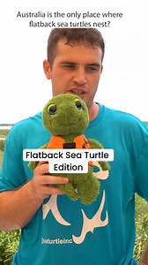 Flatback Quiz! 🐢✨ We’re turning the spotlight on the enchanting flatback sea turtle. It’s time to test the knowledge of our interns, ambassadors, volunteers, and staff with some fun and fascinating facts. Dive into the adventure and celebrate Sea Turtle Week with us! 🎉🌊 #SeaTurtleWeek | Sea Turtle, Inc