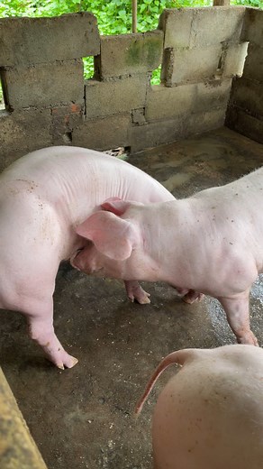 188K views · 694 reactions | Mother Pig Eating #mother #pig #eating #pigs #food #mom #love #piggy #family #pigsofinstagram #eat #mothersday #piglet #instafood #baby #minipig #foodie #motherhood #piggies #yummy #momlife #oink #delicious #daughter #petpig #hungry #newborn #pigstagram #foodgasm #happy | Pig Videos | Facebook