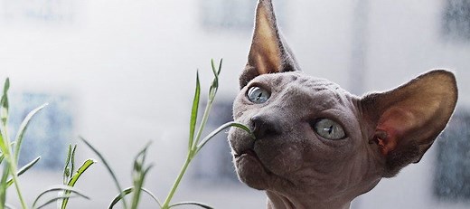 What Smells Do Cats Hate? 16 Smells That Cats Hate the Most