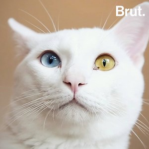 3.2K reactions · 2.5K shares | White fur? Blue eyes? Your cat is probably deaf. | Brut nature | Facebook