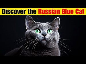 16 Fascinating Facts About the Russian Blue Cat