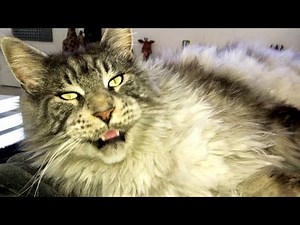 Best Cat Therapy, Cutest Cat Video ✨💕😻 Maine Coon Hélios Purring, Snoring & Meowing