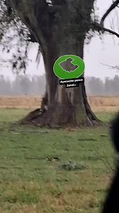 1.5M views · 20K reactions | Un poco de Humor  etiqueta a tu amigo que sale a cazar con el mejor PCP y no caza nada. Este paisano sabe  que lo parió Federico | Ayacucho Pesca Zonal | Facebook