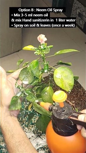 White Fungus on Hibiscus Plant | Causes, Symptoms & Best Treatment #kalpagarden #short #garden