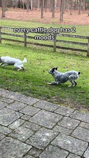 The Two Distinct Moods of Australian Cattle Dogs