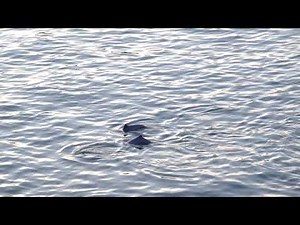 A group of harbour porpoise (Phocoena phocoena) of West Vancouver