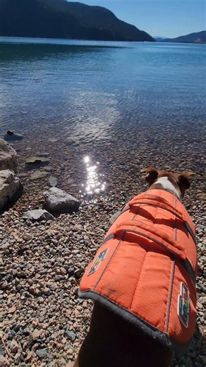Thor the Brown Boston.❤🇨🇦 on Instagram: "We have had amazing fall weather, great for lake swims. #bostonterrierreels #bostonterrier_corner #bostonterrier #dogsthatswim #dogoftheday #lakedays"