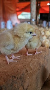 7.3K views · 384 reactions | Merry Christmas from us at Farm Up | Farm Up | Facebook