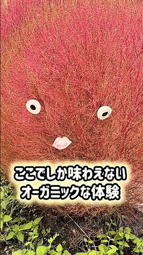 Minakami Town Farm Stay & Nature Experience Trip! A 1-Minute Guide to the Town's Charms | Agricul...