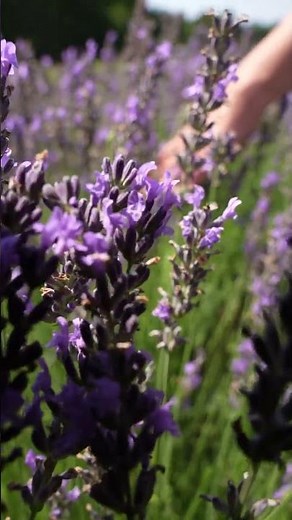 Sault Provence: dramatic endless purple lavender valleys under rolling summer clouds 4K