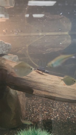 179K views · 2.9K reactions | #FlashBackFriday to this little guy exploring his brand new paludarium  #aquarium #aquariums #fishtank #fishtanks #fish #aquascaping #fishkeeping #aquariumhobby #aquariumengineering #aquariumsofinstagram #adamsspecialtyproducts #customaquariums | Custom Aquariums | Facebook
