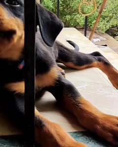 33 reactions | Happy Weekend folks ❤❤ | Rottweiler chennai | Facebook