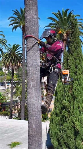 Everest tree service on Instagram: "#losangeles #treeservicenearme #arborist #climbing #crane #professional #safety #pasadena #thebest #trust #climb #palmtree #1 #california #modivation #everest #localbusiness #local #longbeachcalifornia #drone #hollywood #arborist #landscape"