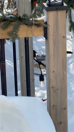 The first thing they did when I put out food and water was drink. It’s one of the most concerning things in winter with animals and birds. Something most people don’t think about or even care about because we pretty much always have water available to us. You can save a life with a bowl of fresh water outside (winter and summer) 💗🐈‍⬛🐶🐿️🐦❄️🥶🌞 | Bernadette Macpherson-Johnston