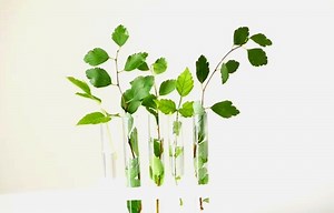 Historia de Bath: Idioma, Cultura, Tradiciones