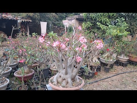 Adenium Arabicum BNC | Most beautiful adenium