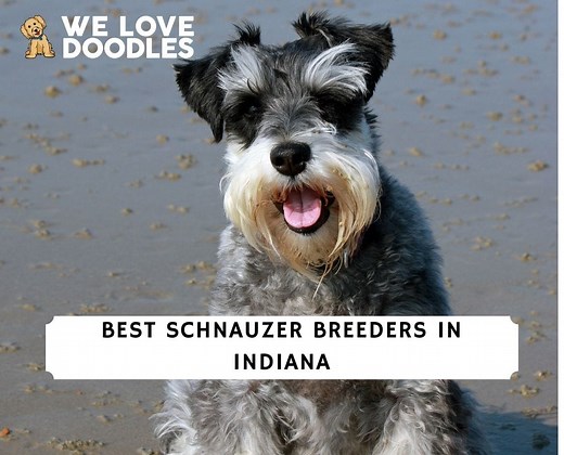 5 Best Schnauzer Breeders in Indiana! - We Love Doodles