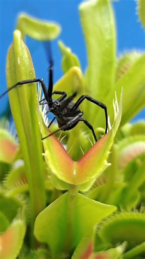First feeding of the new grow season for my Venus fly trap CHUPACABRA. And she did not disappoint 🔥🔥🔥. Although I have in the ball park of 100 chupacabras in my collection, this one in the video is at the moment my largest of the cultivar. And at the end of the video 🤌 FLAWLESS VICTORY!!! 🥷 #carnivorousplant #tropicalplants #venusflytrap #flytrap | Carnivorous Plants Journey